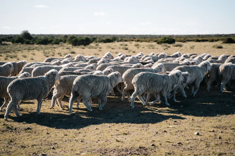Laisvai auginamos merino avys